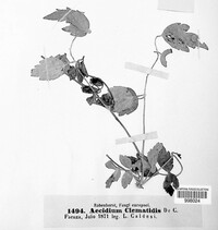 Aecidium clematidis image